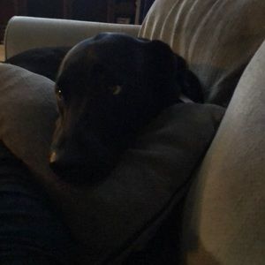 Meet your Posher, Alison